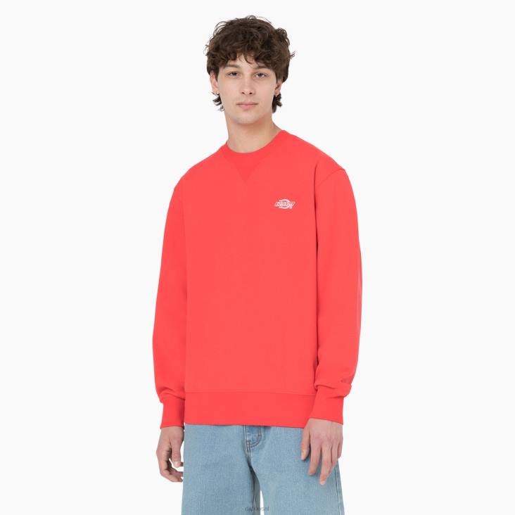 Heren Dickies zomers sweatshirt scharlaken ibis (s2s) kleding 6F0X976